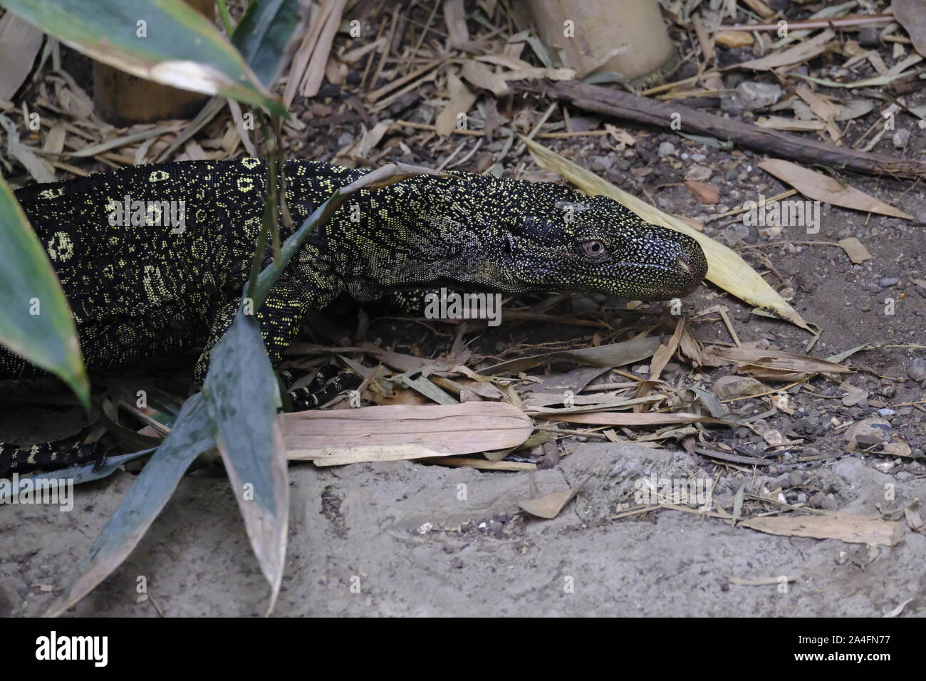 Crocodile Monitor Lizard (Varanus salvadorii) walking along the ground (captive) Stock Photo