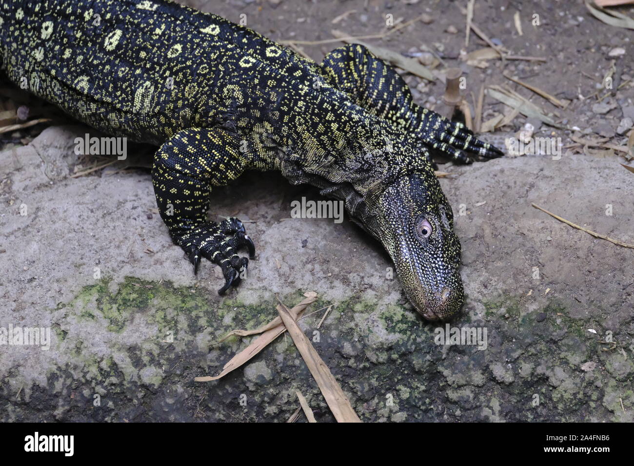 Crocodile Monitor Lizard (Varanus salvadorii) rubbing the side of its head along the ground (captive) Stock Photo