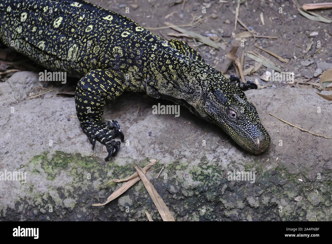 Crocodile Monitor Lizard (Varanus salvadorii) walking along the ground (captive) Stock Photo