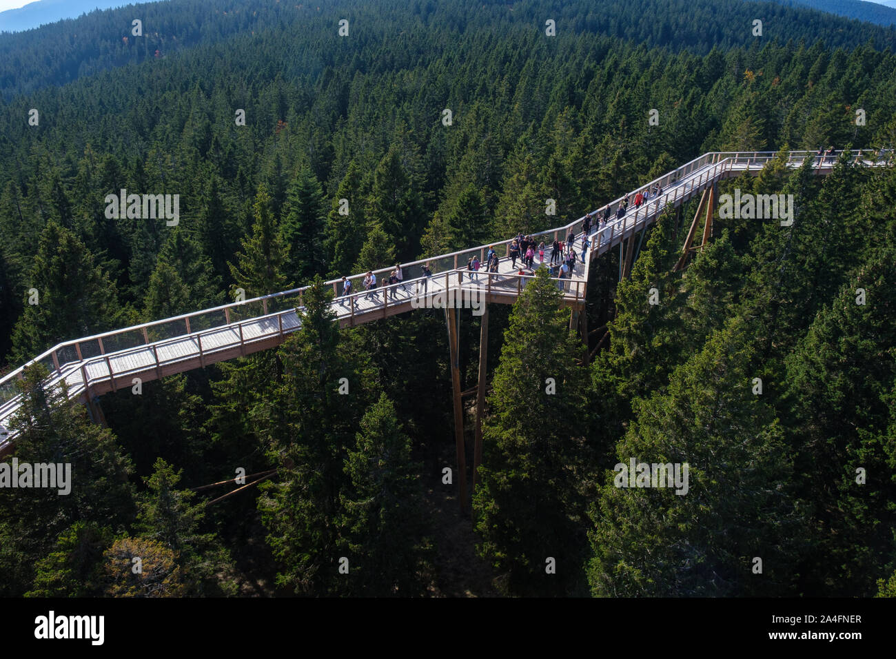 Tree canopy walk, treetop walkway, footbridge through the forest ...