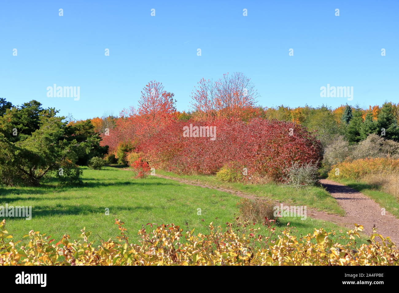 Autumn leaves with blue sky background Stock Photo - Alamy