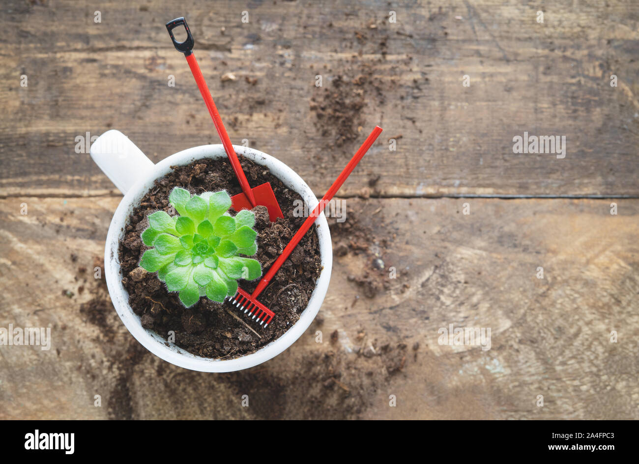 Succulent plant with accessories on wooden background. Copy space. Top view. Stock Photo