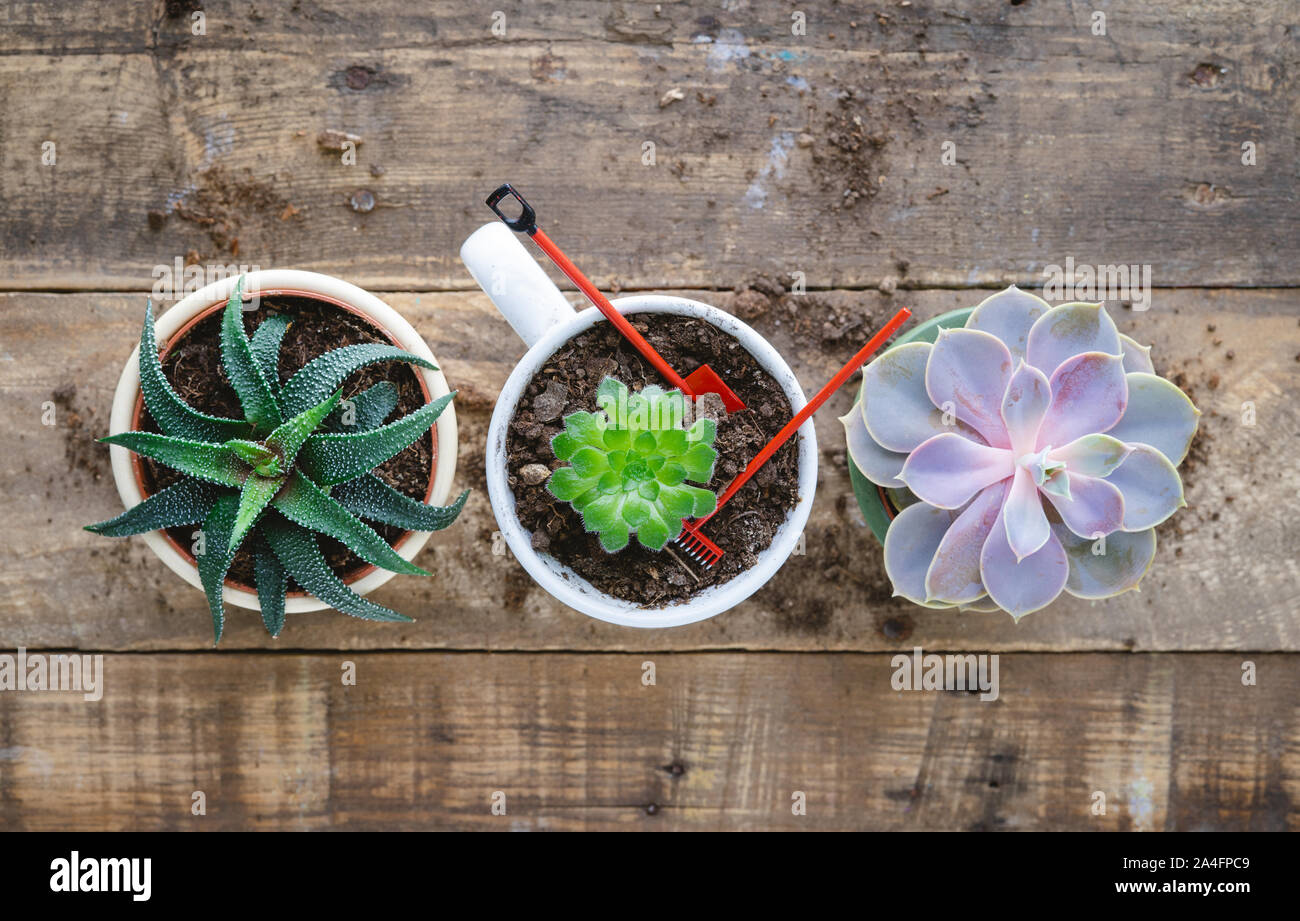 Succulent plant with accessories on wooden background. Copy space. Top view. Stock Photo