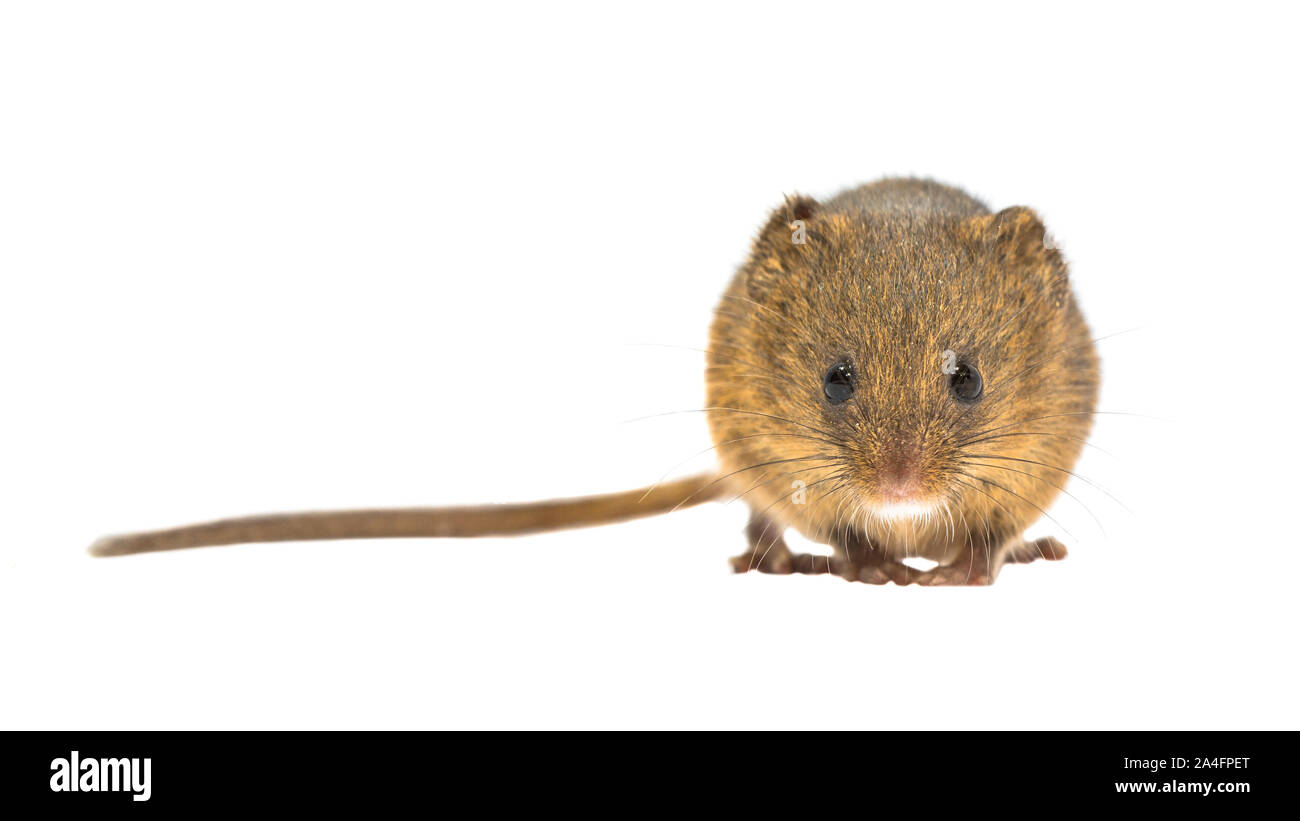 Cute Harvest Mouse (Micromys minutus) frontal view on white background, studio shot. This is the smallest rodent species native to Europe and Asia. It Stock Photo