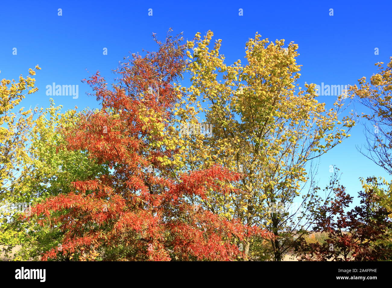 Autumn leaves with blue sky background Stock Photo - Alamy