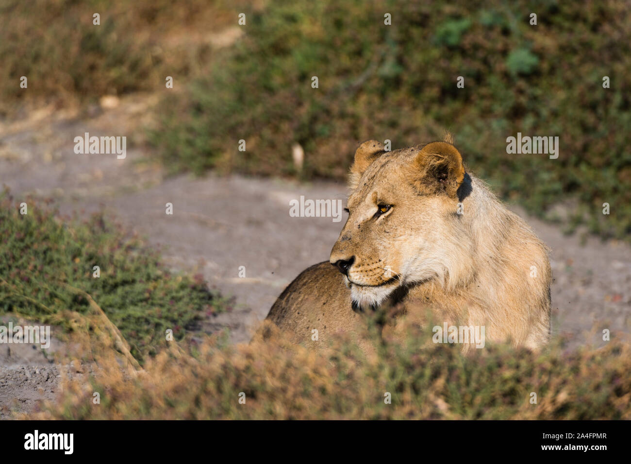 Lion (Panthera leo), Savuti Marsh, Chobe National Park, Botswana. Stock Photo