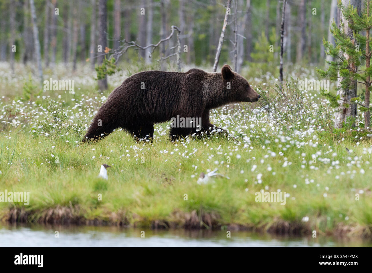 European brown bear, Ursus arctos, Kuhmo, Finland. Stock Photo
