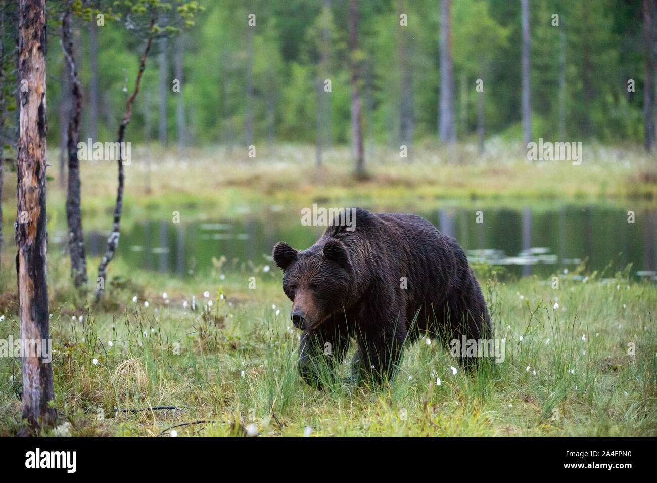 European brown bear, Ursus arctos, Kuhmo, Finland. Stock Photo