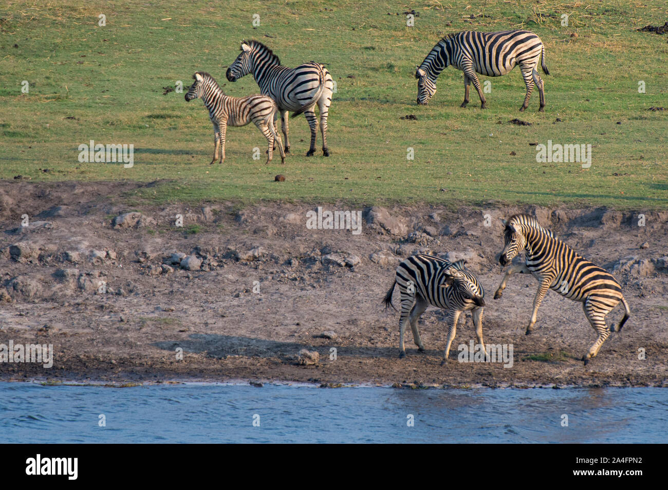 Burchell's zebras (Equus burchelli), Chobe National Park, Botswana Stock Photo