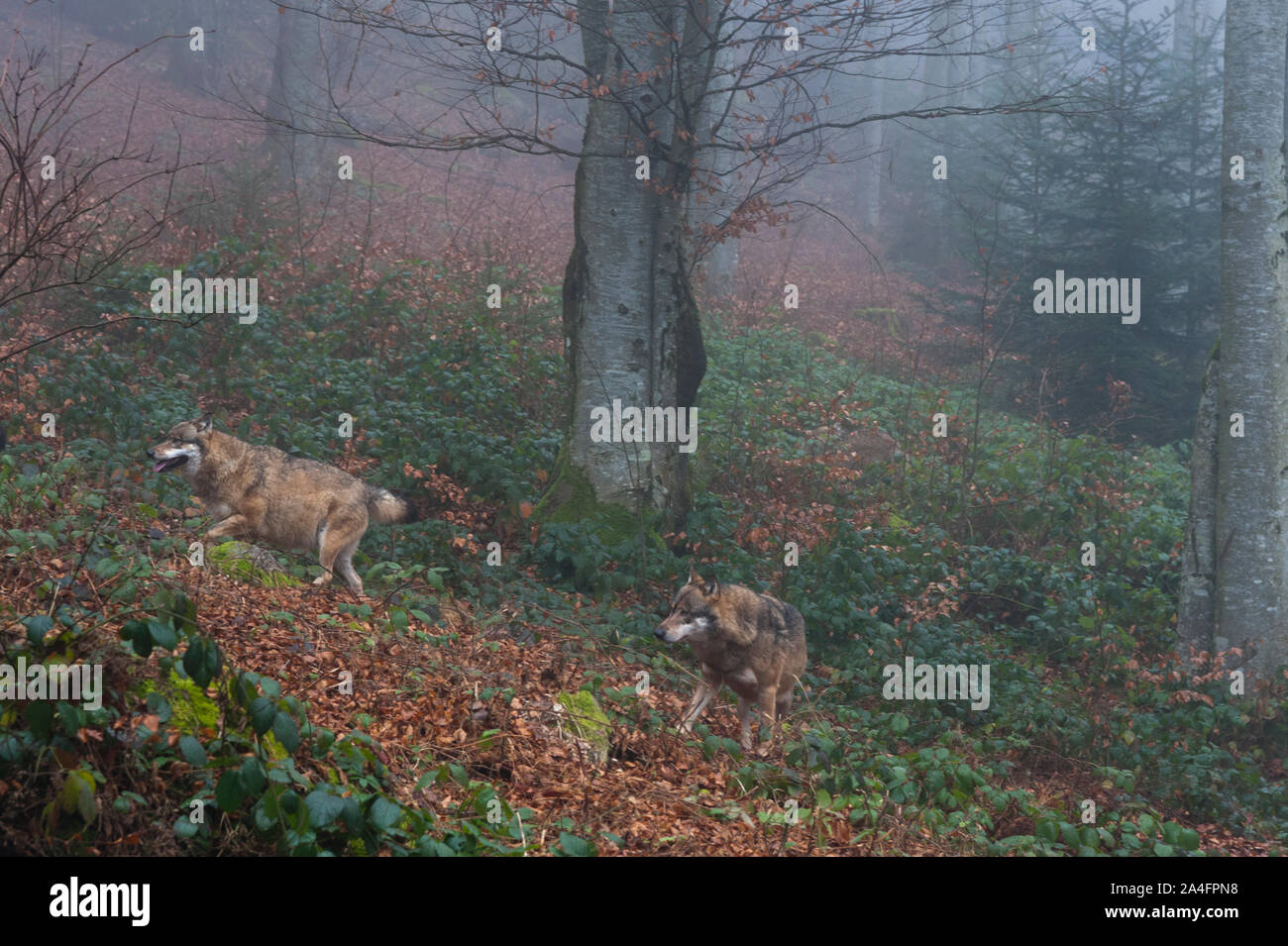 Bayerischer wald national park hi-res stock photography and images - Alamy