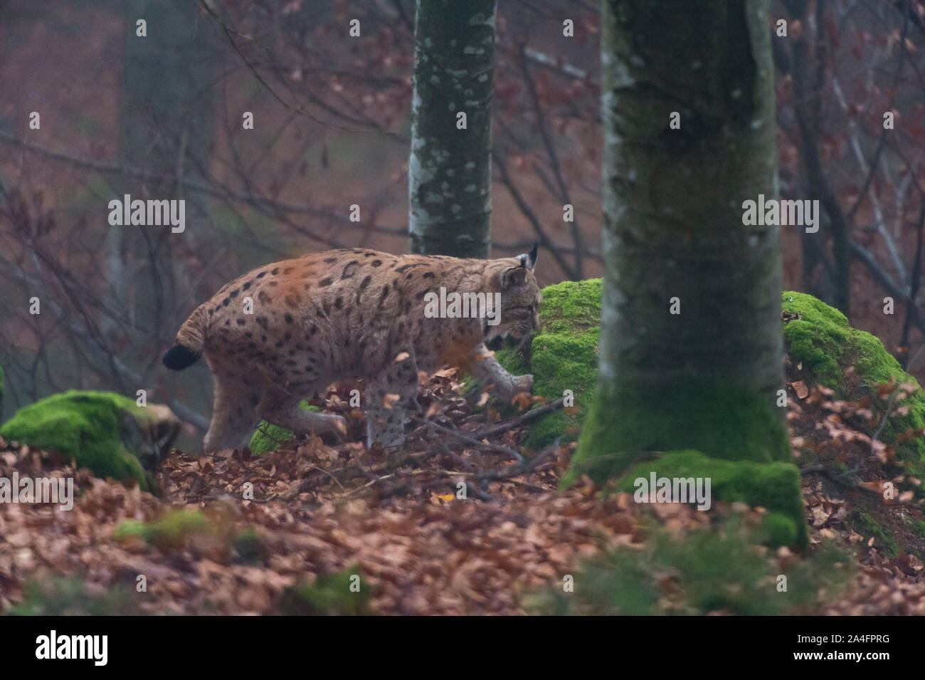 European lynx (Lynx linx), Captive, Bavarian Forest National Park, Bavaria, Germany. Stock Photo