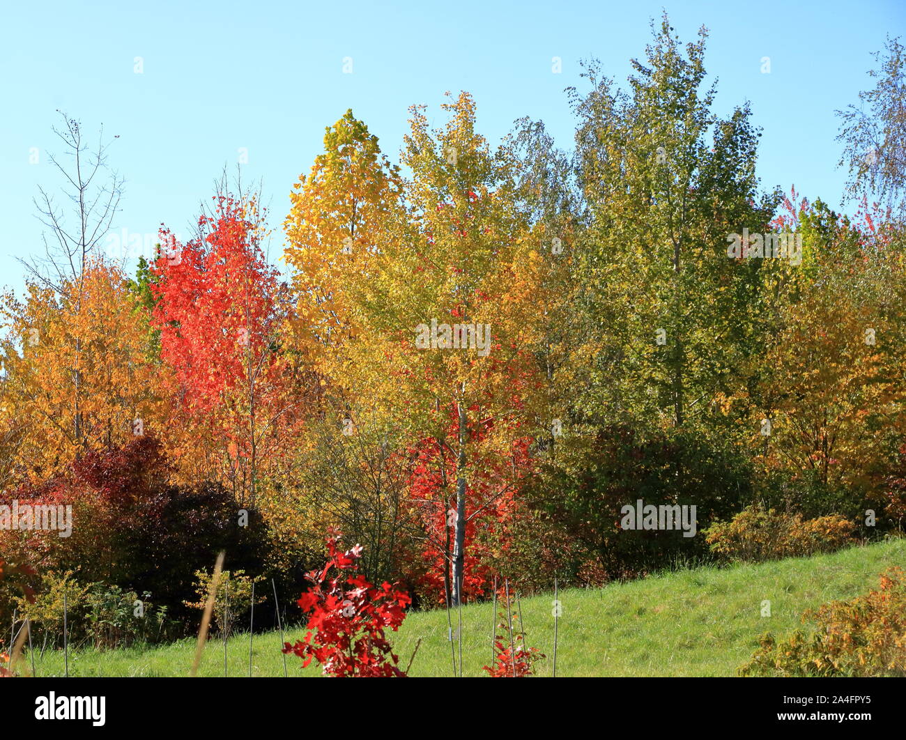 Autumn leaves with blue sky background Stock Photo - Alamy