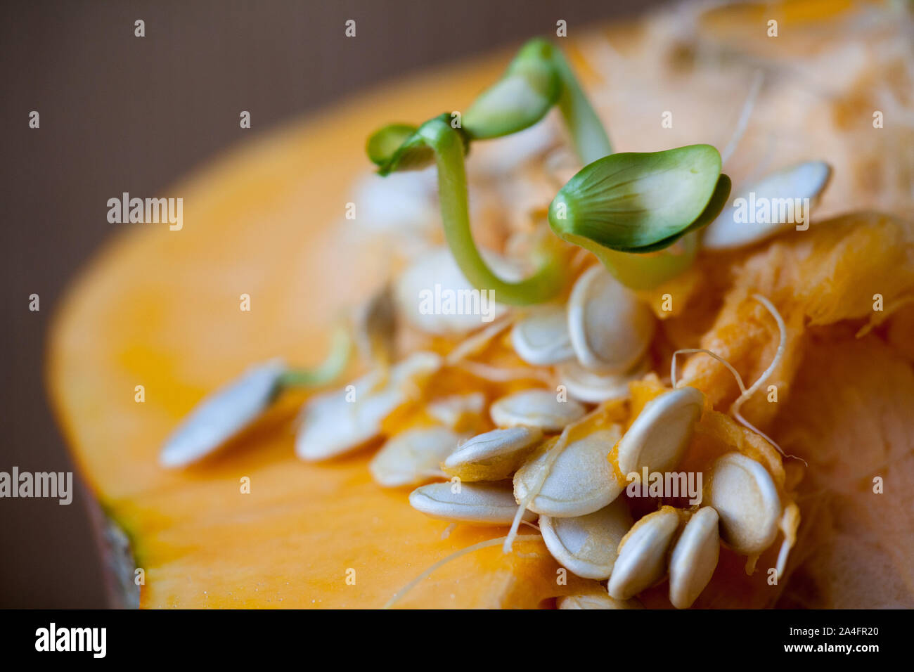 Sprouting pumpkin seeds and fibrous strands within cut pumpkin. Shallow