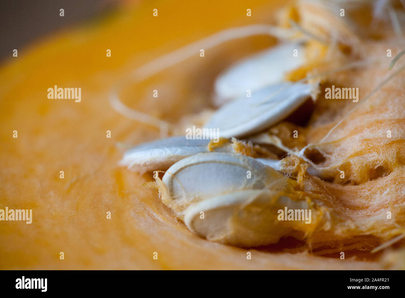 Pumpkin seed growing cross section hires stock photography and images