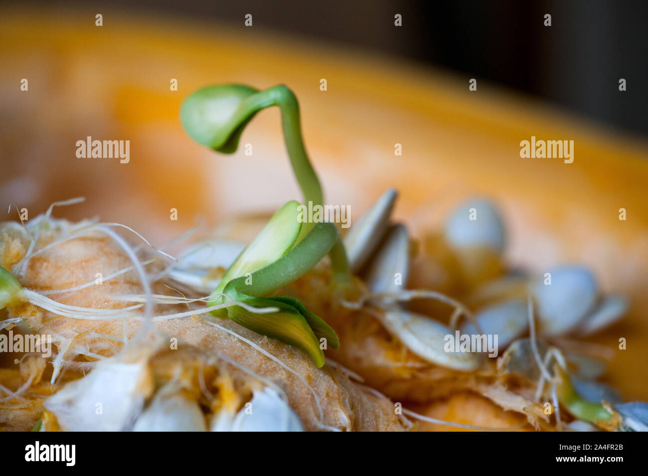Pumpkin seed growing cross section hires stock photography and images