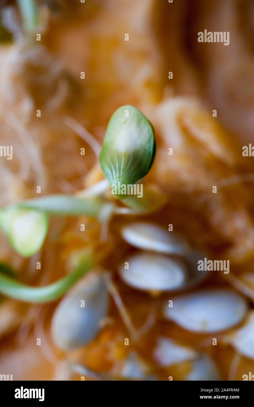 Sprouting pumpkin seeds and fibrous strands within cut pumpkin. Shallow