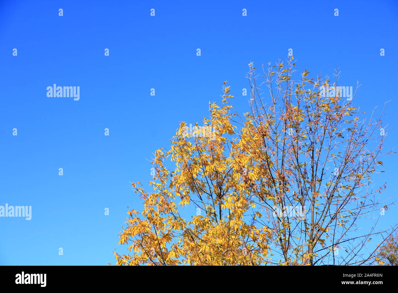 Autumn leaves with blue sky background Stock Photo - Alamy