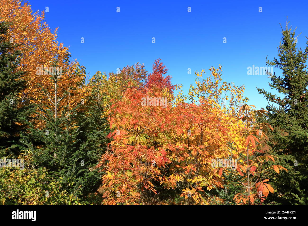 Autumn leaves with blue sky background Stock Photo - Alamy