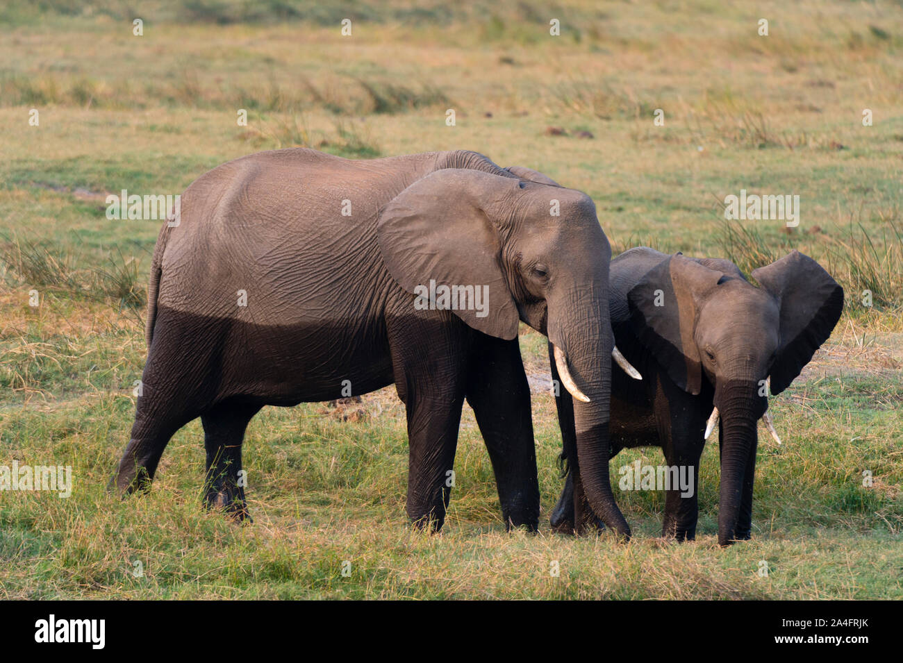 African elephants (Loxodonta africana), Chobe National Park, Botswana Stock Photo