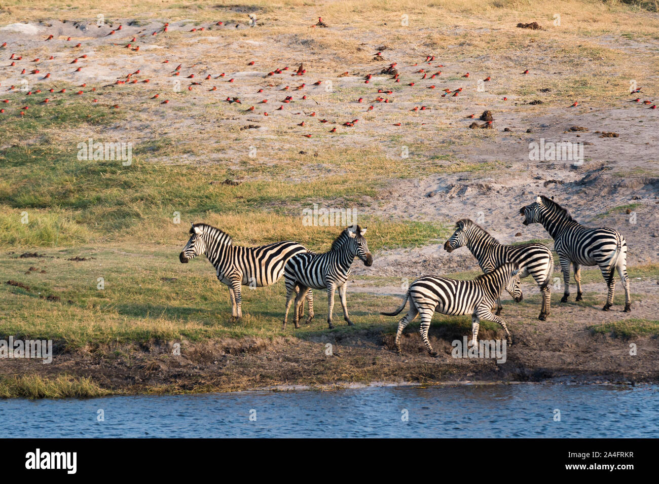 Burchell's zebras (Equus burchelli), Chobe National Park, Botswana Stock Photo