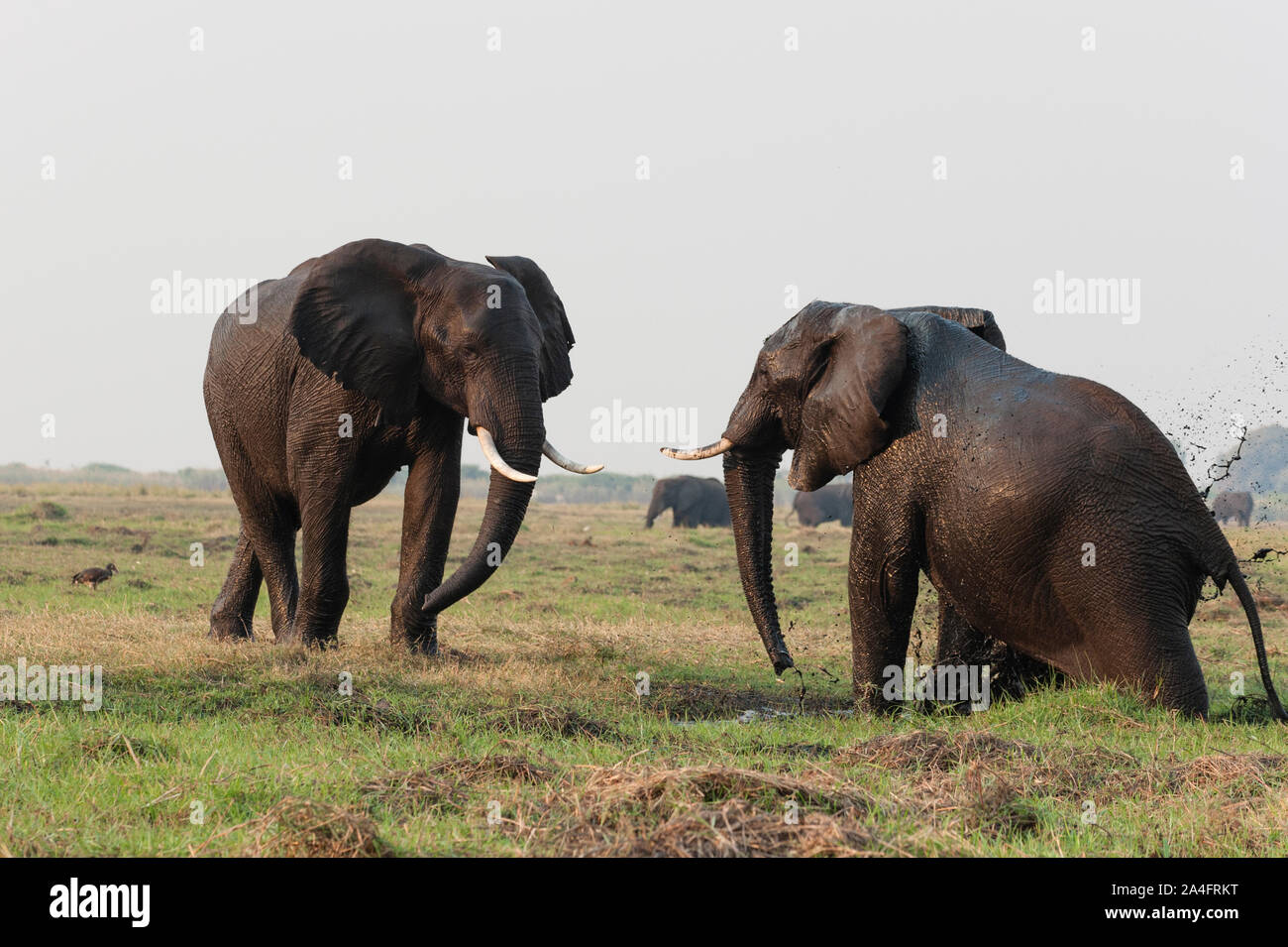 African elephants (Loxodonta africana), Chobe National Park, Botswana Stock Photo