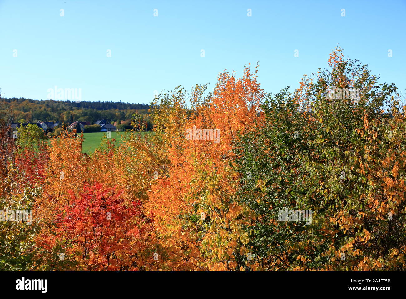 Autumn leaves with blue sky background Stock Photo - Alamy