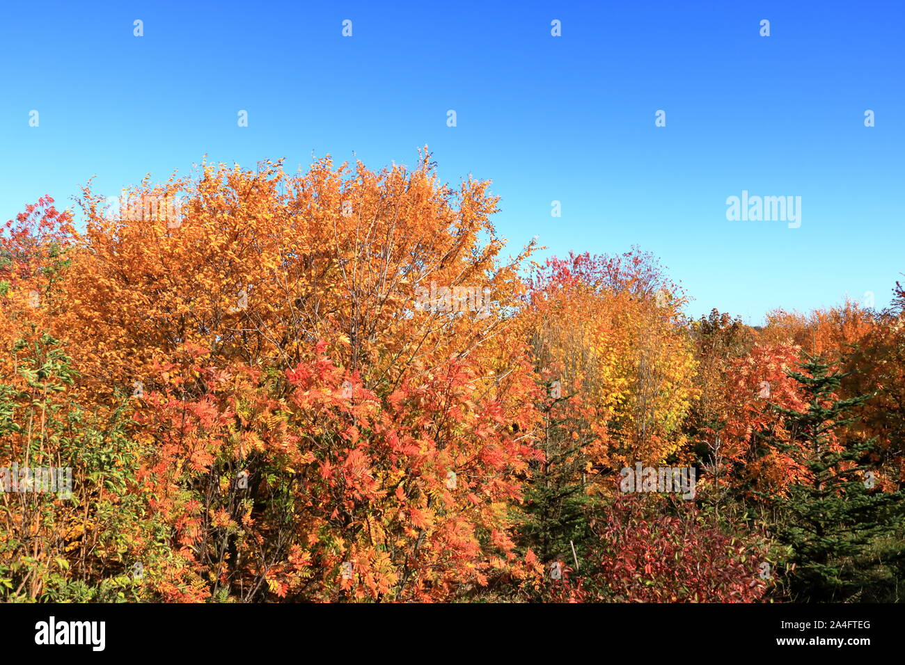 Autumn leaves with blue sky background Stock Photo - Alamy