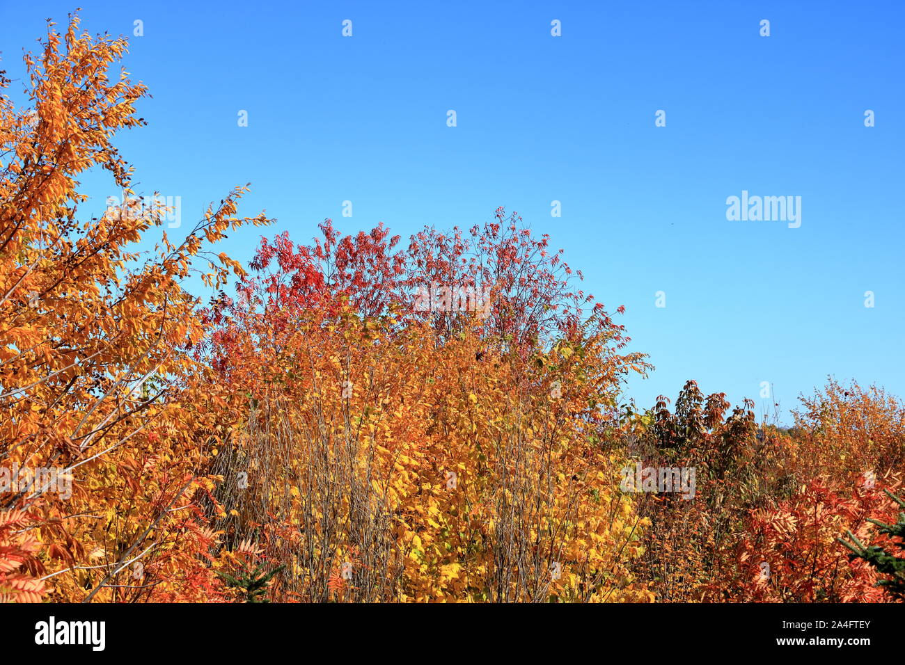 Autumn leaves with blue sky background Stock Photo - Alamy