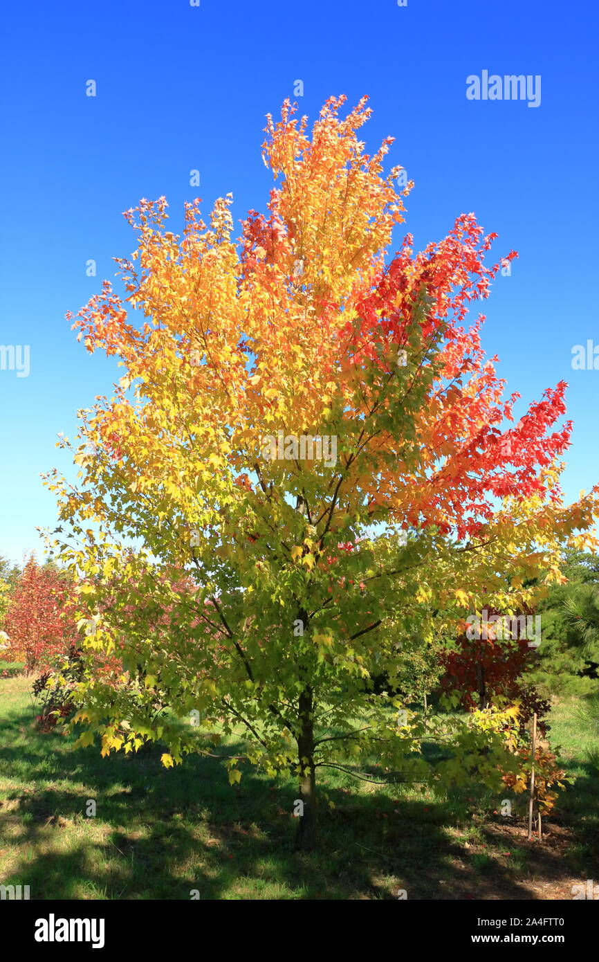Autumn leaves with blue sky background Stock Photo - Alamy