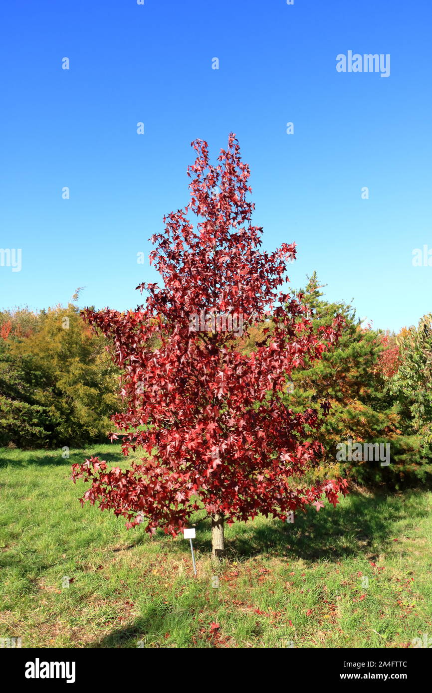 Autumn leaves with blue sky background Stock Photo - Alamy