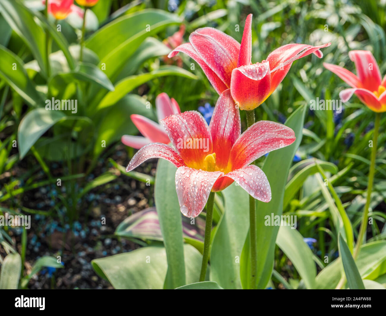 Tulip blossom hybrid Stock Photo Alamy