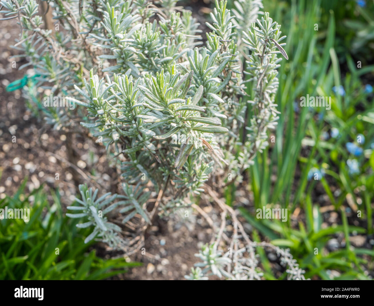 Rosmarinus officinalis in the garden Stock Photo