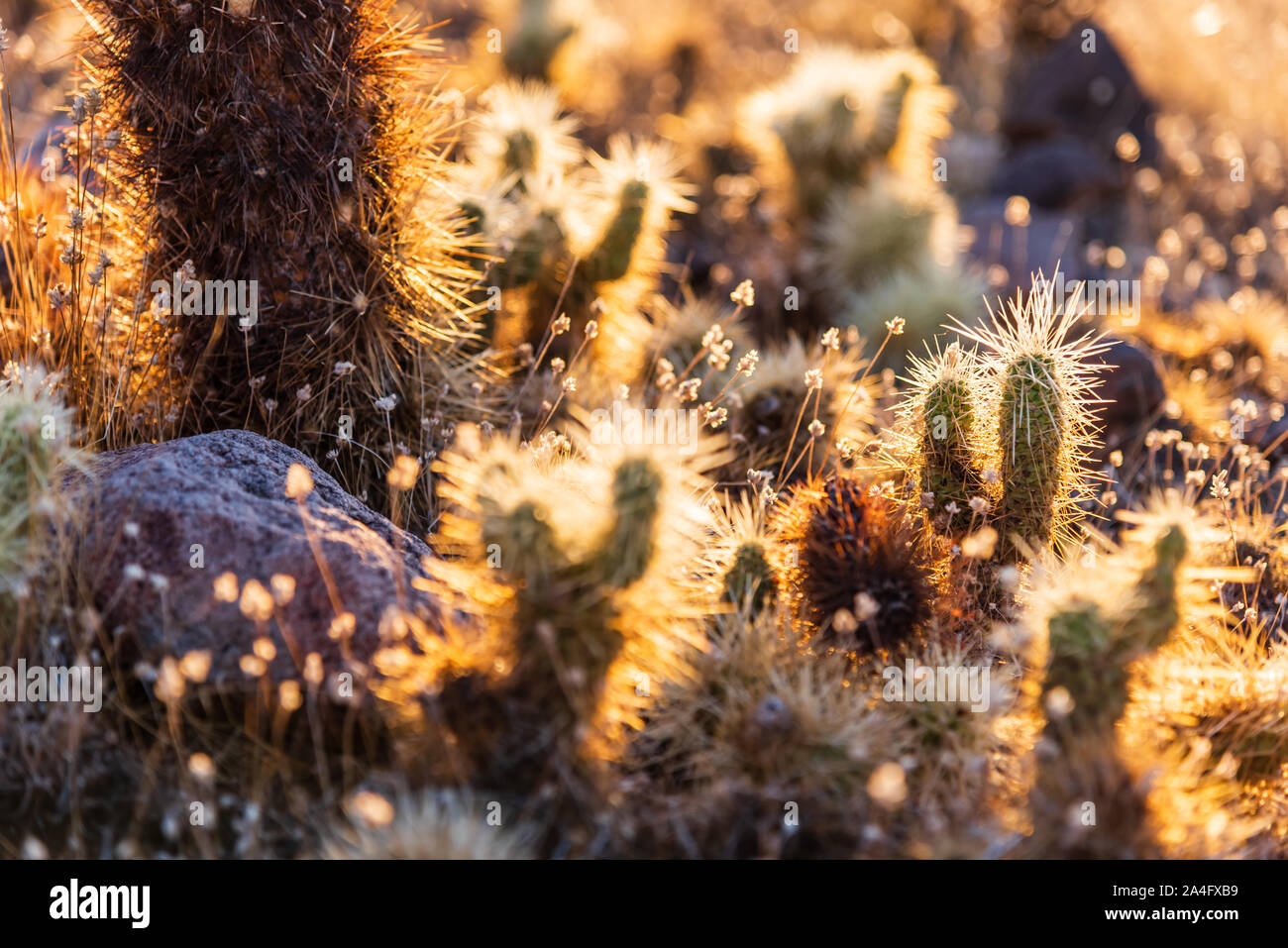 A close up photo of a bunch of baby cholla cacti amongst other desert plants illuminated by golden hour sunlight. Stock Photo