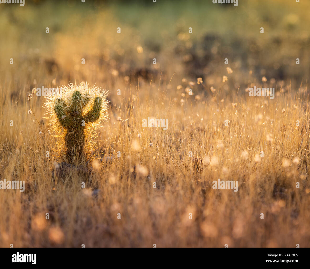 Desert landscape photo of a single baby cholla back lit by the sun and standing on a field of dry grass. Stock Photo
