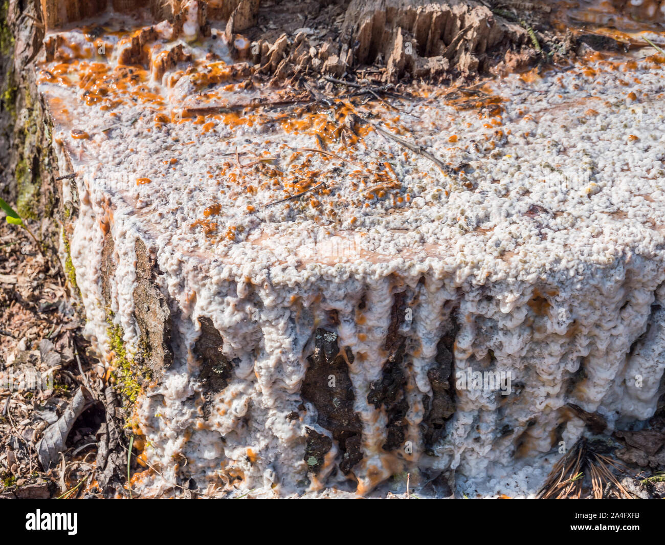 Resin emerges from tree stump after precipitation Stock Photo Alamy
