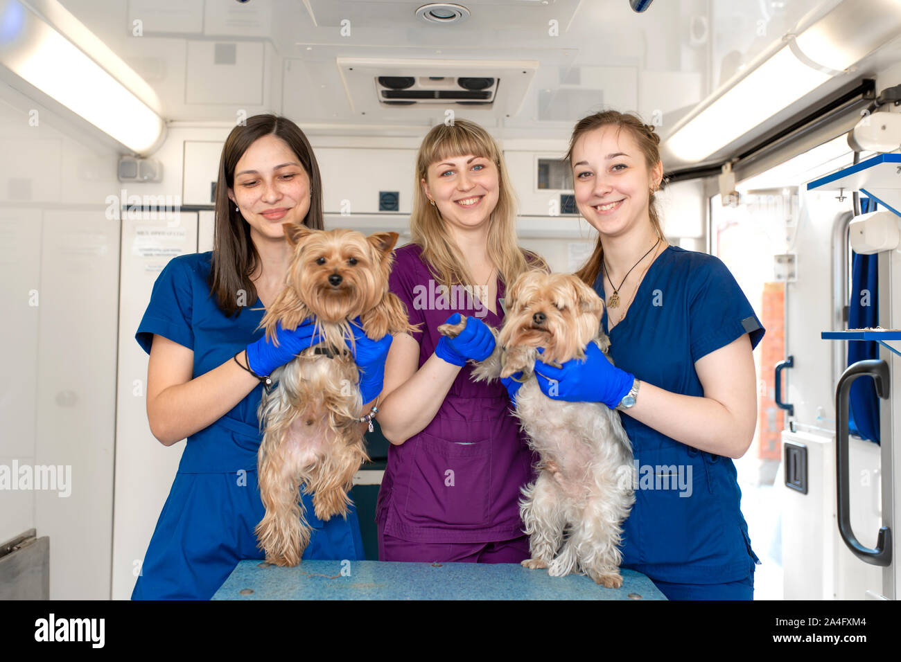 Young women professional pet doctors posing with yorkshire terriers