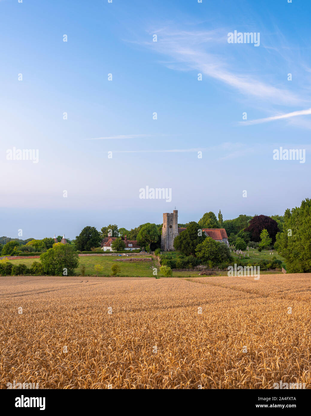 An English countryside scene during late Summer. Cornfields behind St. Peter and Paul Church at Boughton-under-Blean, Kent. Stock Photo