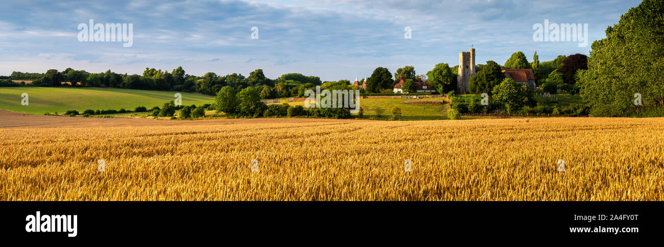 An English countryside scene during late Summer. Cornfields behind St. Peter and Paul Church at Boughton-under-Blean, Kent. Stock Photo