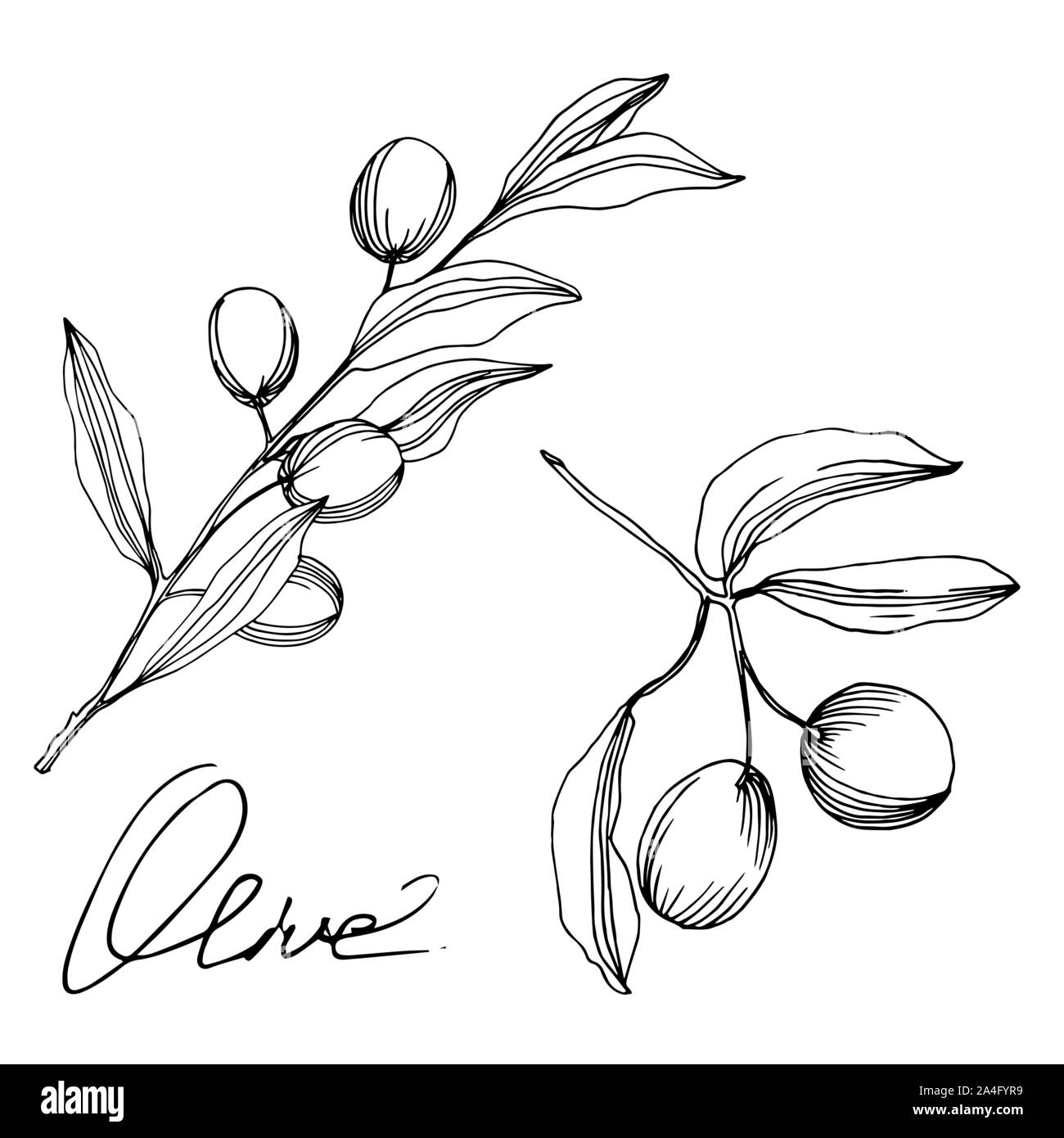 Vector Olive branch with fruit. Black and white engraved ink art ...