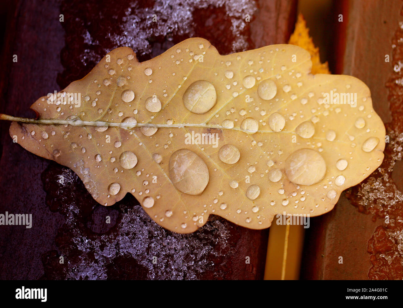 Photo macro beautiful autumn oak leaf with water drops in the forest Stock  Photo - Alamy