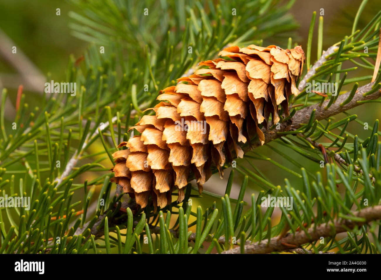 Engelmann spruce (Picea engelmannii) cone, Olallie Lake Scenic Area, Pacific Crest National Scenic Trail, Mt Hood National Forest, Oregon Stock Photo
