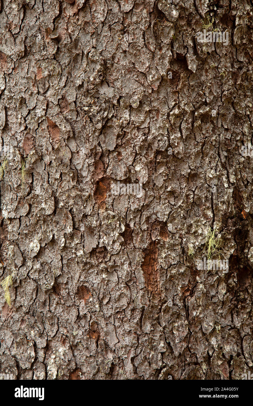 Engelmann spruce (Picea engelmannii) bark, Olallie Lake Scenic Area, Pacific Crest National Scenic Trail, Mt Hood National Forest, Oregon Stock Photo