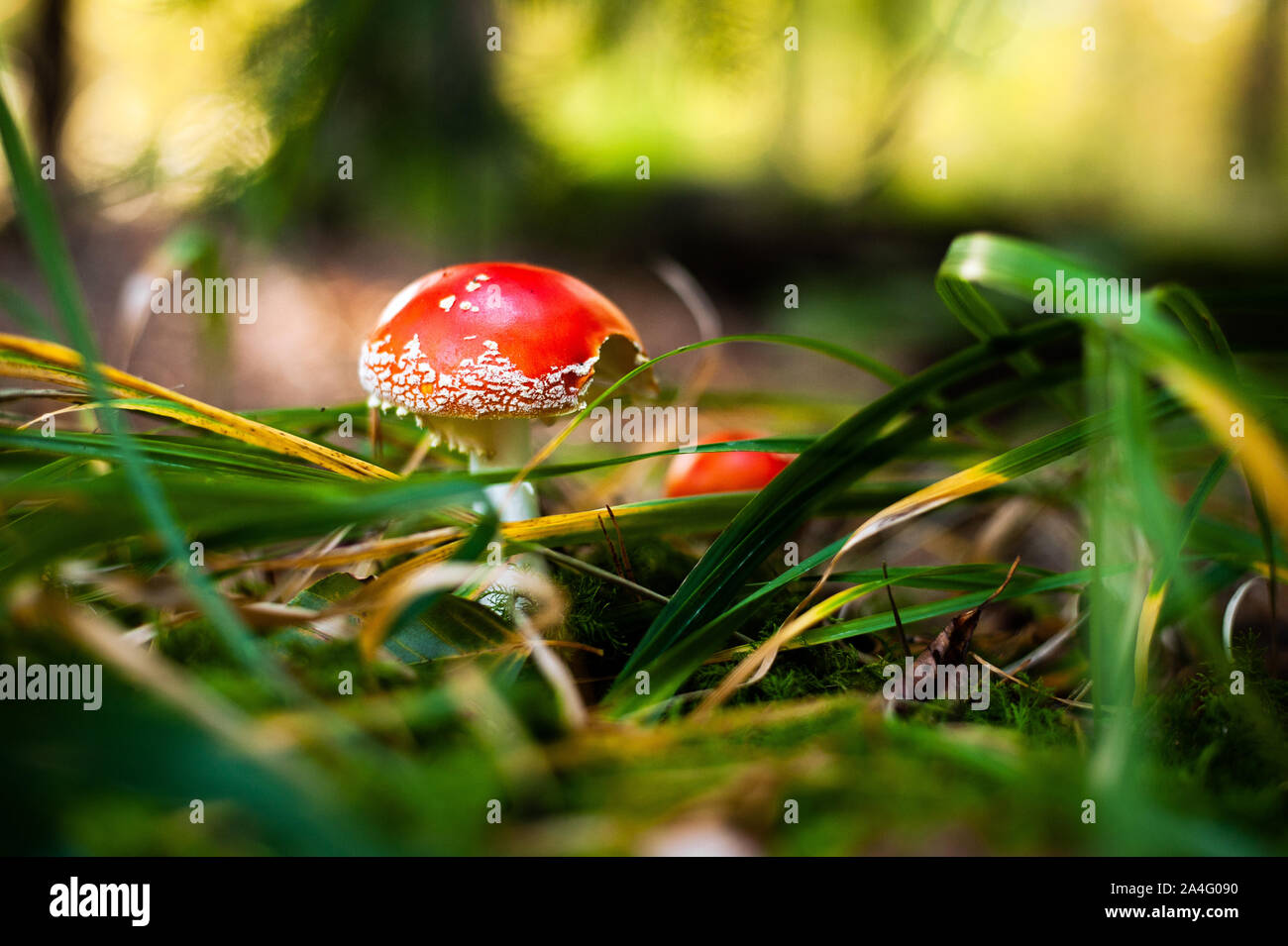 Young fly agaric in grass. Red hallucinogenic poisonous mushroom with white dots. Amanita muscaria. Stock Photo