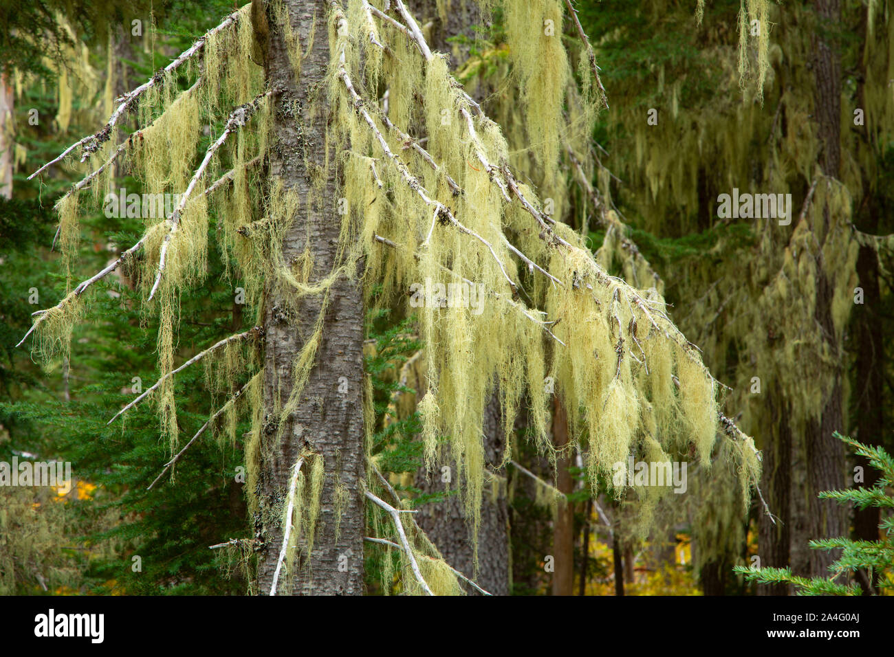 Lichen on Pacific silver fir, Olallie Lake Scenic Area, Pacific Crest National Scenic Trail, Mt Hood National Forest, Oregon Stock Photo