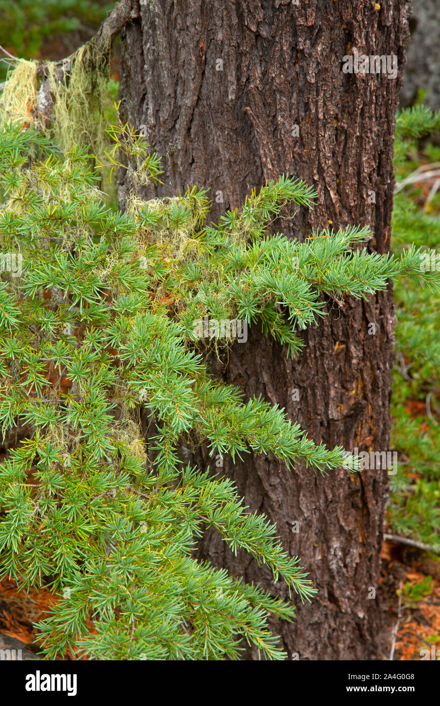 Mountain hemlock, Olallie Lake Scenic Area, Pacific Crest National Scenic Trail, Mt Hood National Forest, Oregon Stock Photo