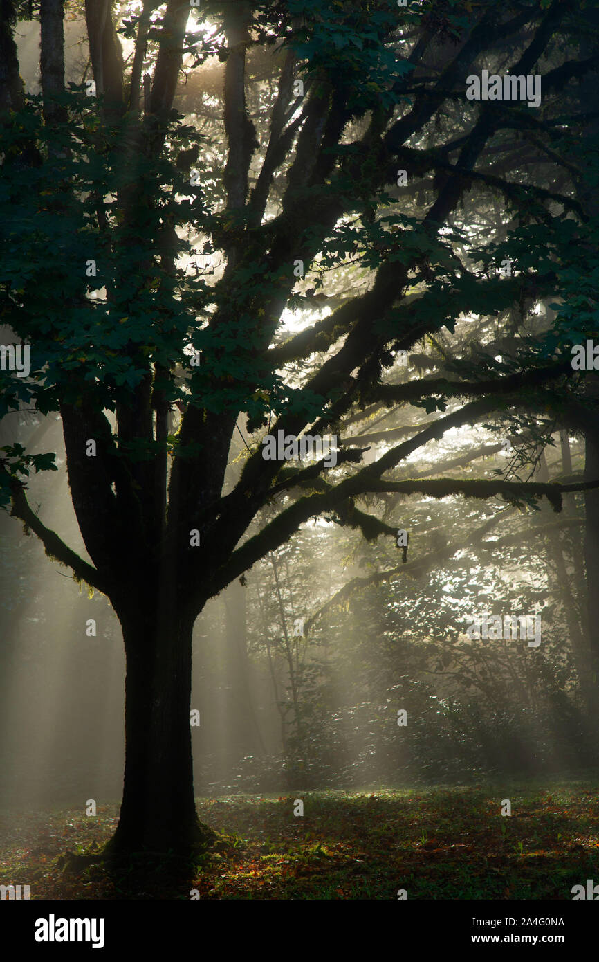 Garry oak silhouette, Milo McIver State Park, Oregon Stock Photo