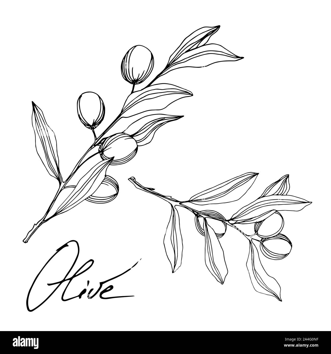 Vector Olive branch with fruit. Black and white engraved ink art ...