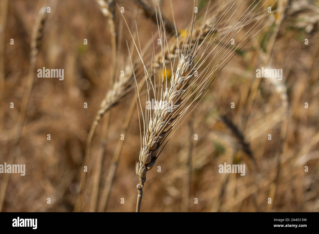 Organic golden wheat spike closeup ready for harvest growing in a field Stock Photo