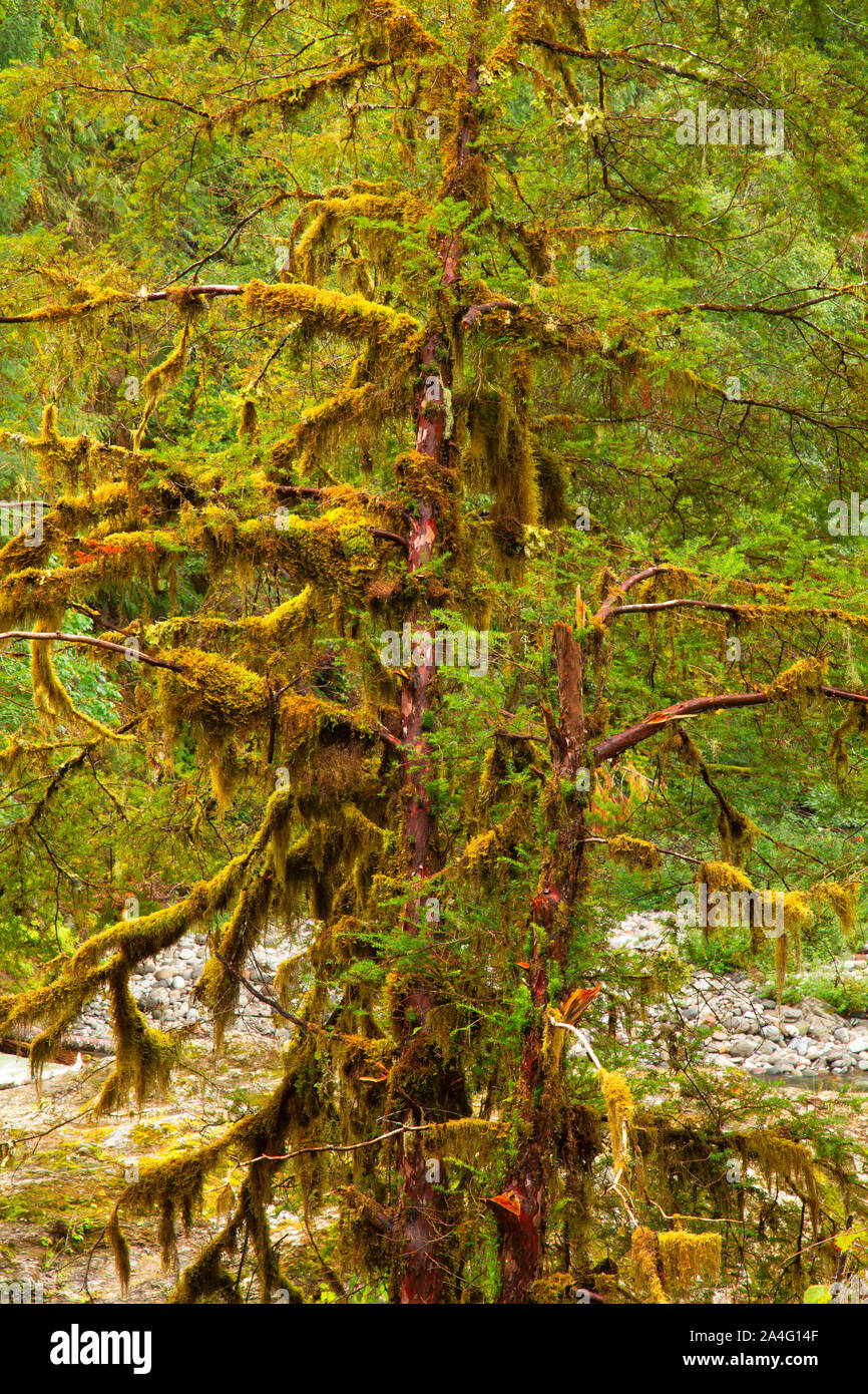 Pacific yew along Salmon Creek, Willamette National Forest, Oregon
