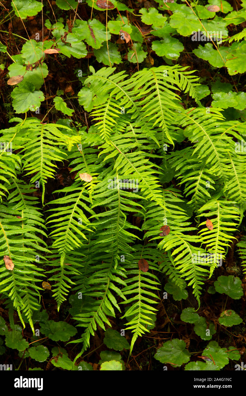 Licorice fern (Polypodium glycyrrhiza), West Cascades Scenic Byway, Willamette National Forest, Oregon Stock Photo